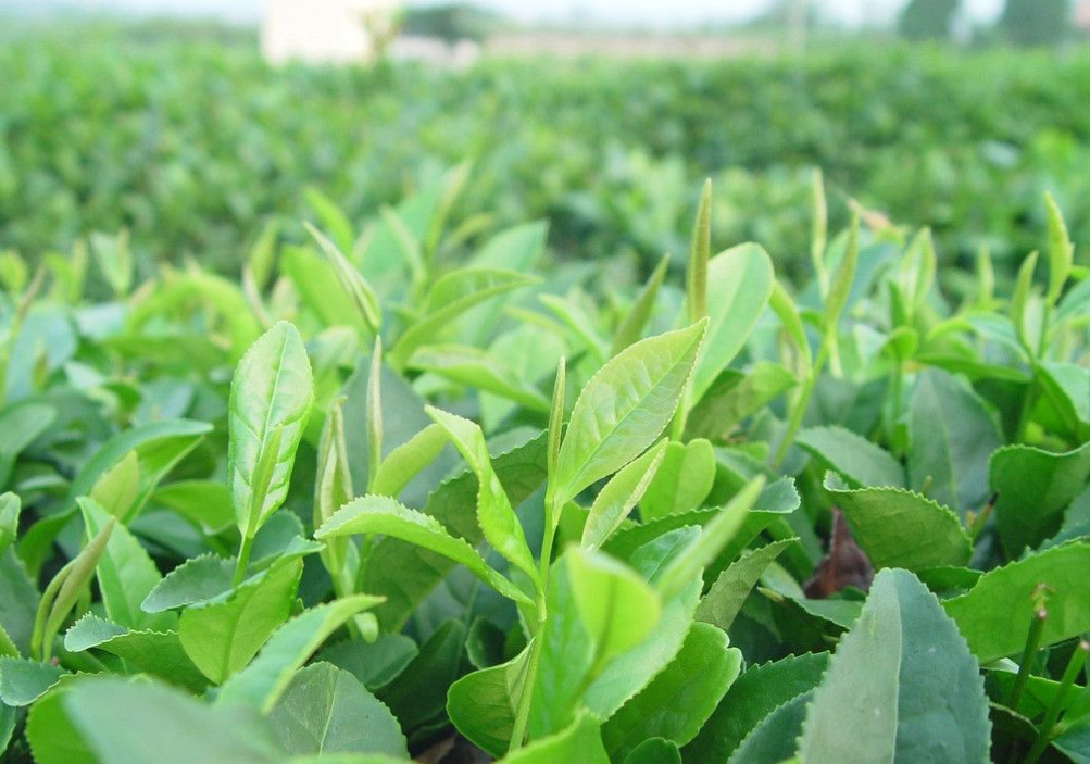 绿茶是什么茶叶?有哪些著名品种?