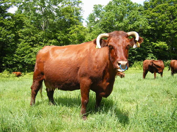 养殖肉牛有技巧!如何饲喂很重要!