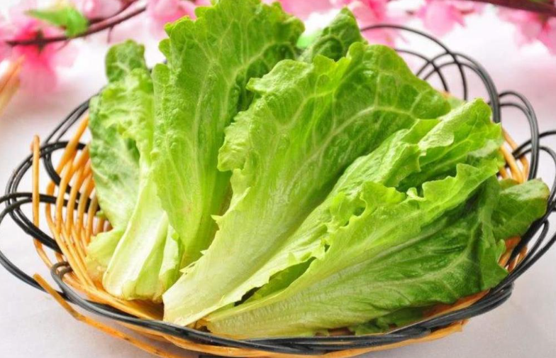 生菜无土栽培技术的实用小建议!