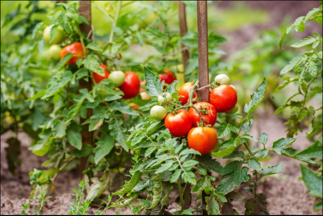种西红柿怎样施肥？西红柿从育苗起各阶段的施肥规律