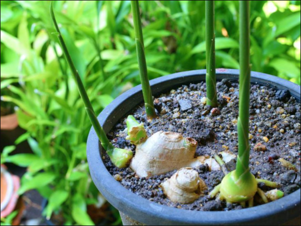 生姜出苗后各阶段用什么肥料?生姜种植技巧