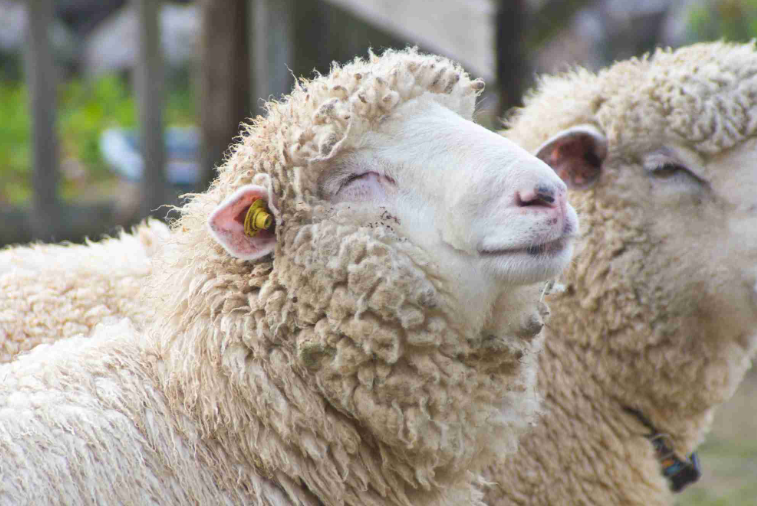 羊天花是什么？