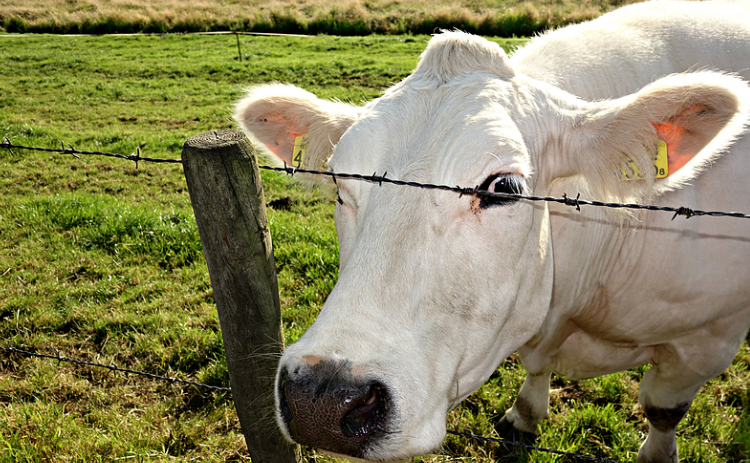 牲畜感染布病的判断方法和治疗方案