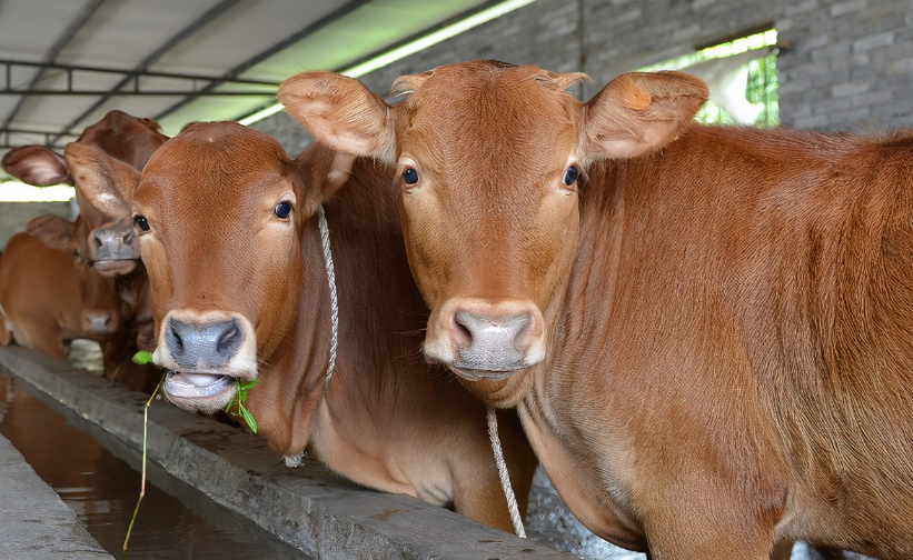 如何诊断是否患上了牛传染性鼻气管炎