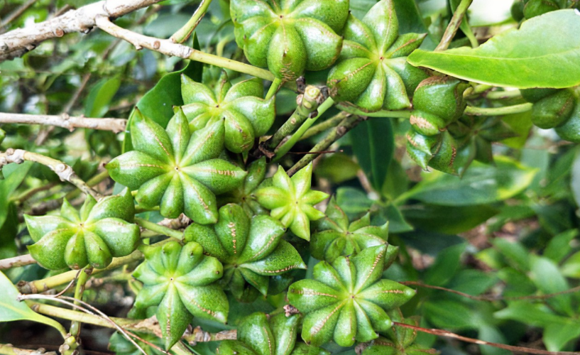 种植八角时出现落果严重如何应对?