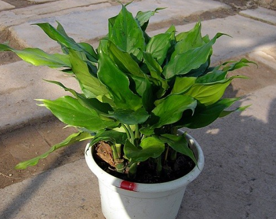绿植千千万-象征财运的植物有哪些?