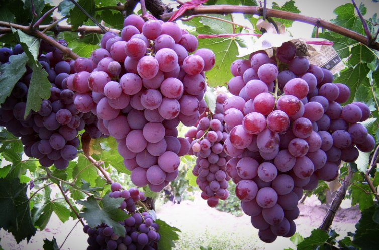 哪些原因会导致葡萄出现大小粒？