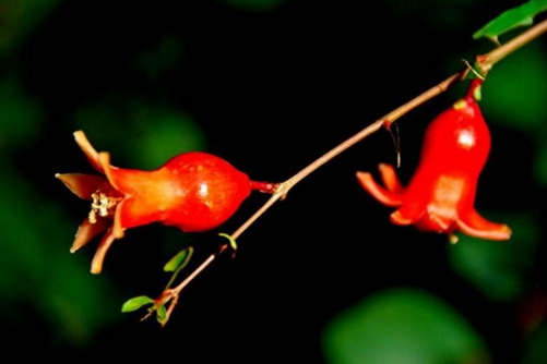 石榴花图片，石榴花高清图片大全