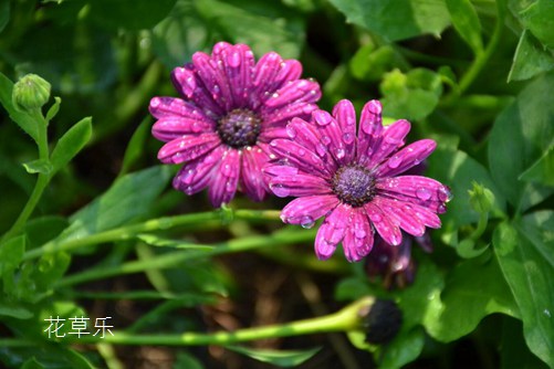 蓝目菊花谢后怎么处理,采用扦插法来年一样花开艳丽