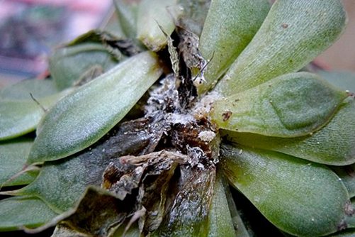 多肉长白色虫子怎么办?这6种方法,3天就能一扫而光!