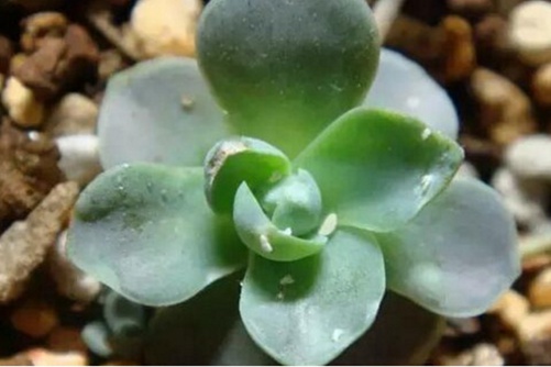 多肉长白色虫子怎么办?这6种方法,3天就能一扫而光!