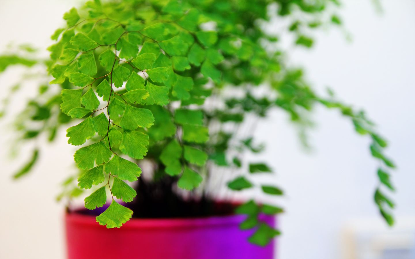 花语大全:铁线蕨花语